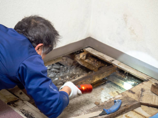 Best Insurance-Related Mold Remediation in Georgetown, CO