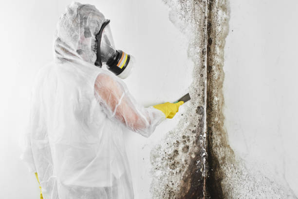 Best Industrial Mold Remediation in Georgetown, CO