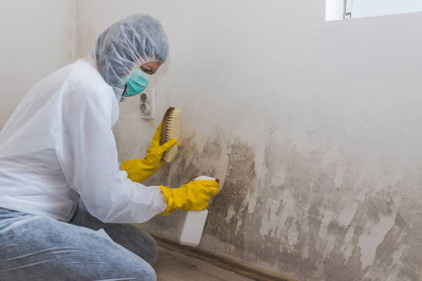 Best Localized Mold Remediation (e.g., coastal areas, humid climates) in Georgetown, CO